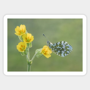 Orange Tip on Cowslip Sticker